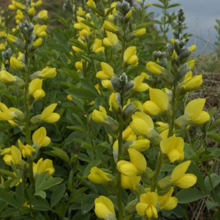 Thermopsis alternifolia